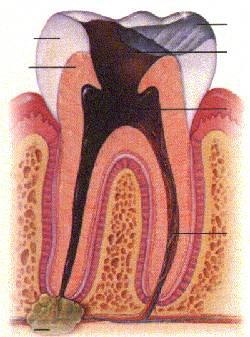 dantų šaknų kanalų gydymas